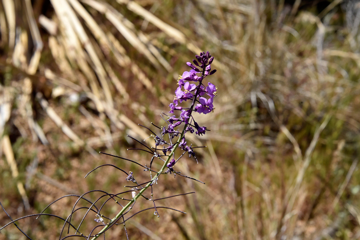 Long Valley Tumblemustard flowers branch out gracefully along tall raceme stalks. Flowers are quickly followed by a horizontal, drooping or ascending long thin fruit called a “silique”. Thelypodiopsis ambigua 